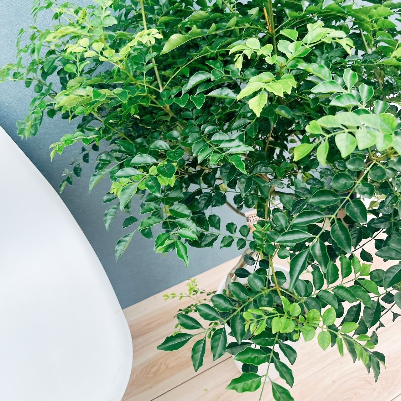 現品 10番 シマトネリコ 曲がり 8号 観葉植物 大型 屋外 ベランダ おしゃれ