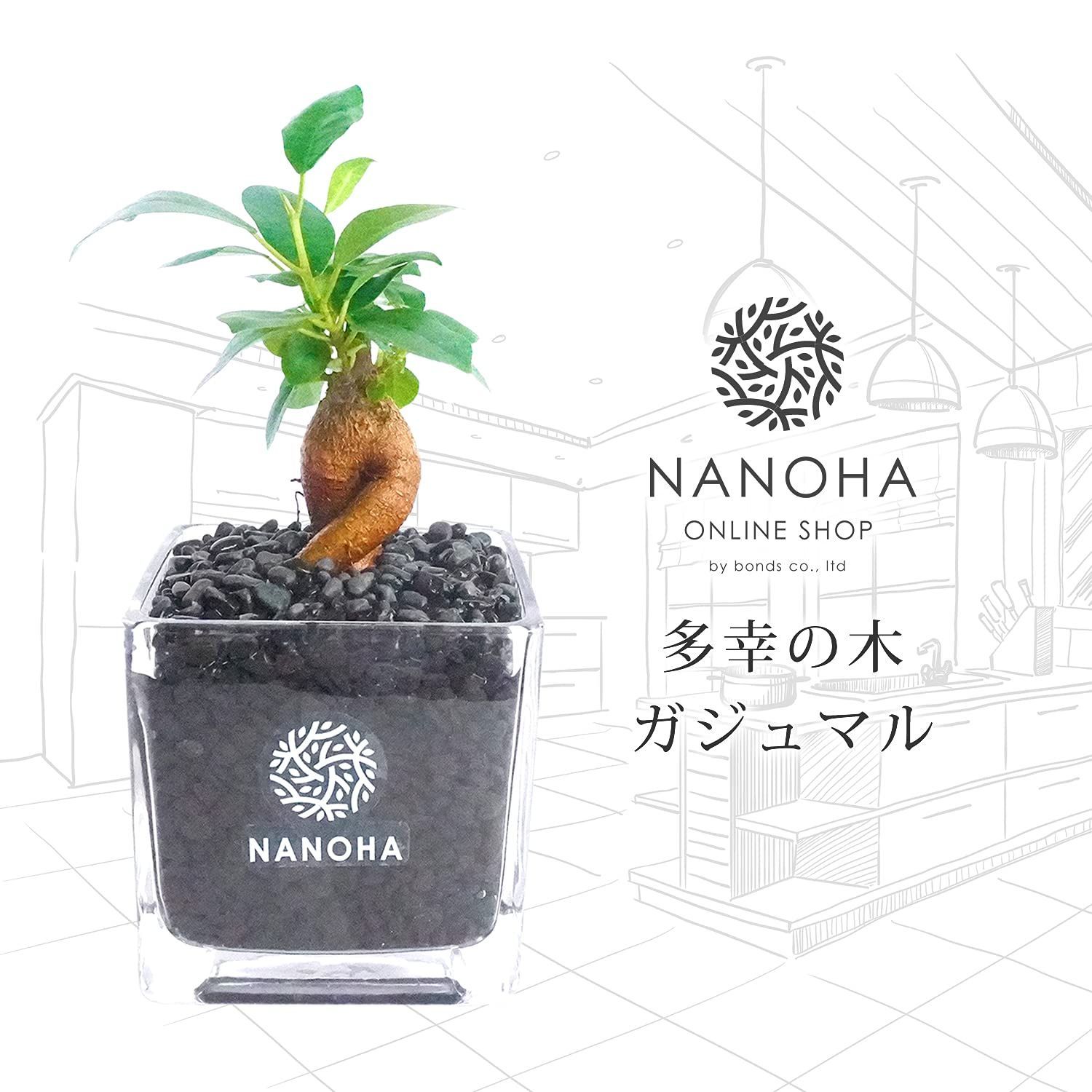 在庫 がじゅまる