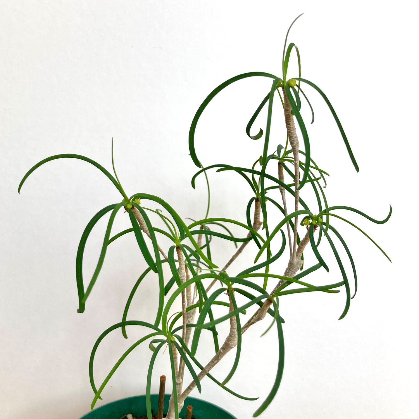 ユーフォルビア ヘディオトイデス / 塊根植物 コーデックス 多肉