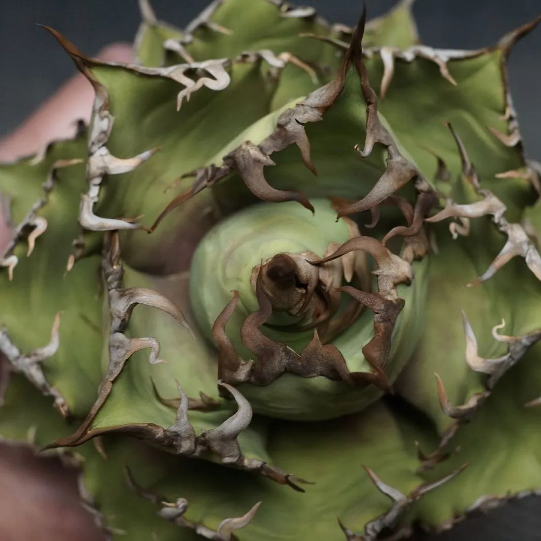 パキポディウム　ビスピノーサム　現地球　発根株　（鉢付き） W175【自社養生株】パキポディウム ビスピノーサム（現地球・発根株