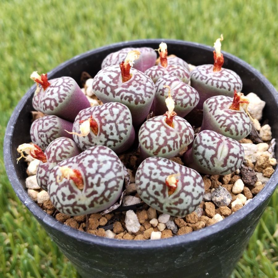 多肉植物 コノフィツム ウィッテベルゲンセ - メルカリ