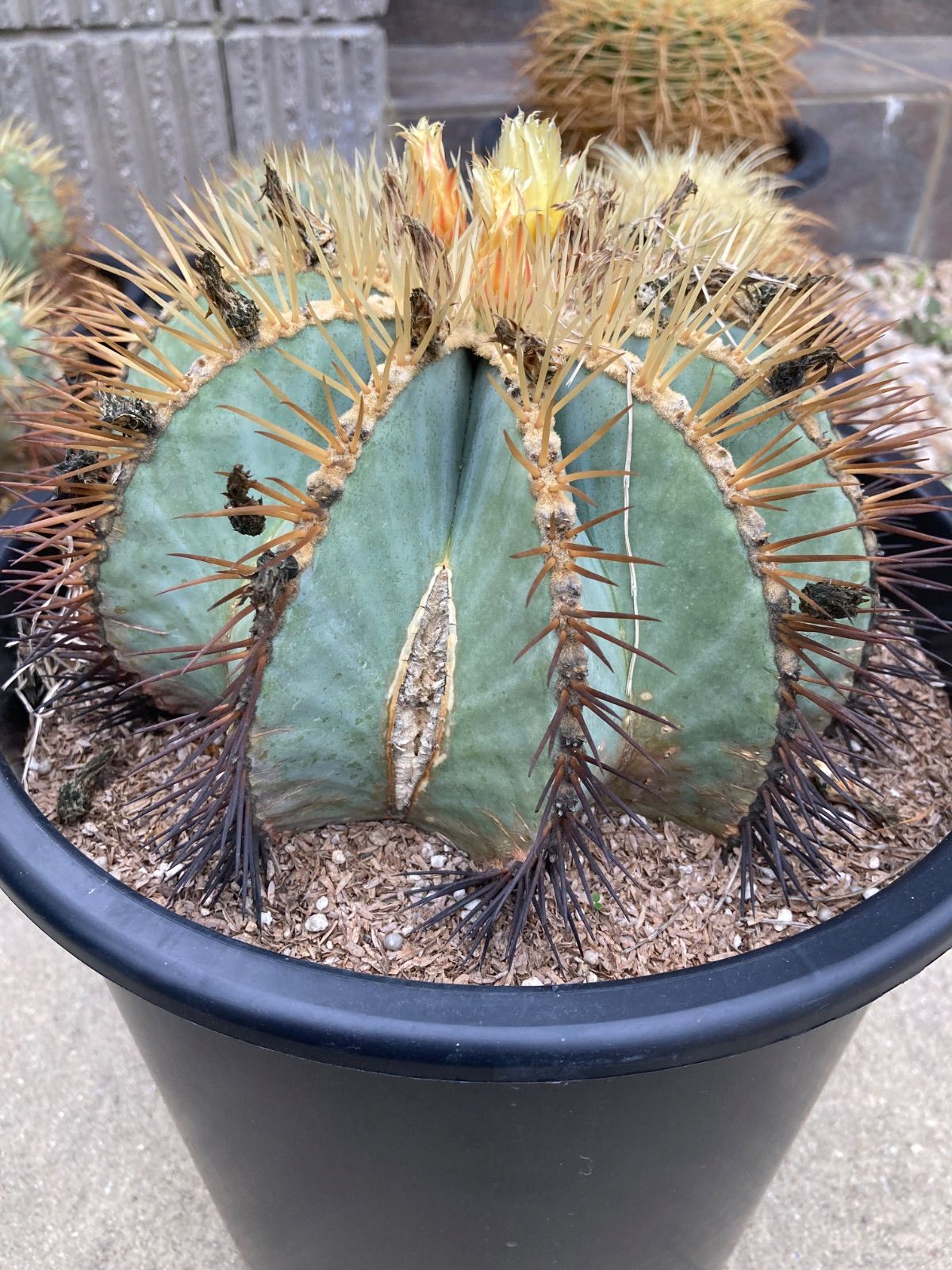 王冠竜 サボテン 【樹高:約17cm】May54 王冠竜 サボテン 【樹高:約17cm】May54 サボテン 王冠竜