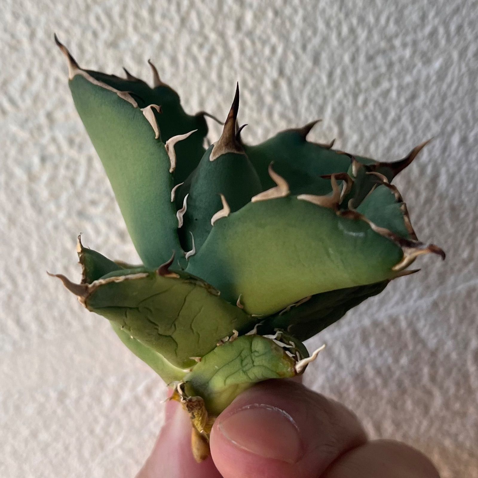 Agave titanota Mad ball アガベ　タグ付き Agave titanota Mad ball アガベ タグ付き
