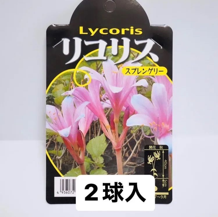 リコリススプレンゲリー 球根 大球3個 ムラサキキツネノカミソリ 甘辛く