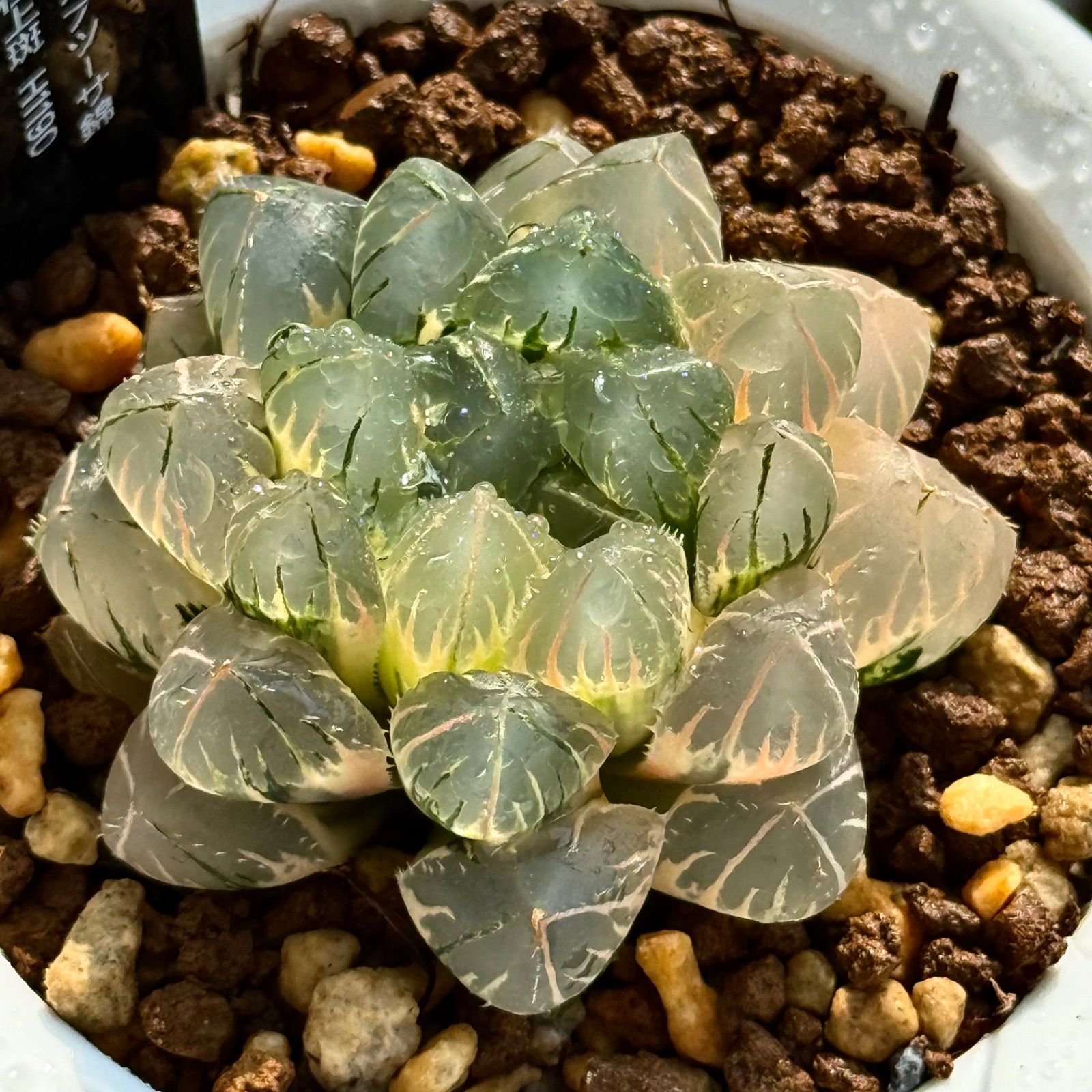 み*★様 多肉植物　ハオルチア　OB-1オブツーサ錦　2頭立ち　群生　鮮明錦 OHオブツーサ錦 特選株 H1190 ハオルチア オブツーサ