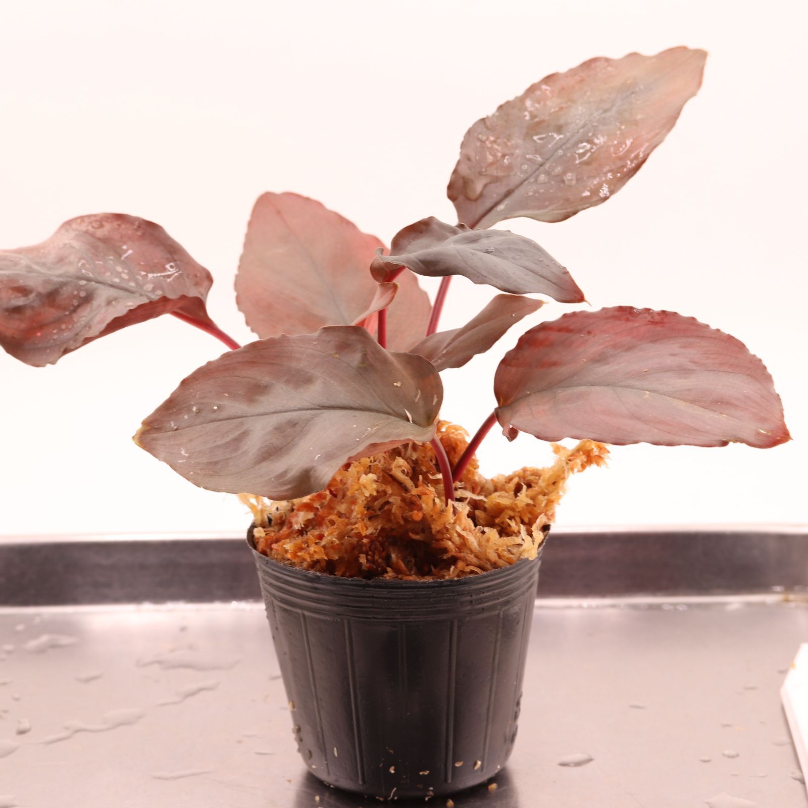 熱帯植物】ホマロメナsp.クロガネ Homalomena sp.Kurogane 1株抜き苗