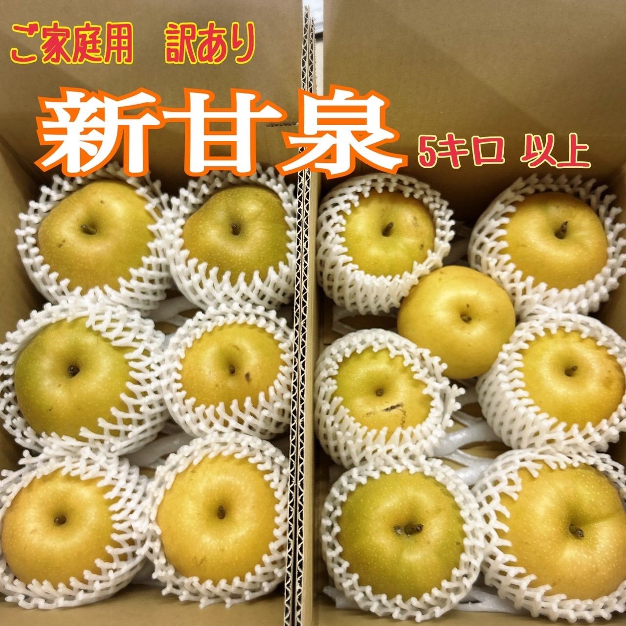 訳あり】新甘泉 鳥取県産 5キロ クール便 鳥取県鳥取市産】 【クール便指定】鳥取県産 梨 秋甘泉梨 訳あり ご家庭用 5kg 7～22玉入 糖度13度前後 【あきかんせん鳥取県産ナシ】遅れてご