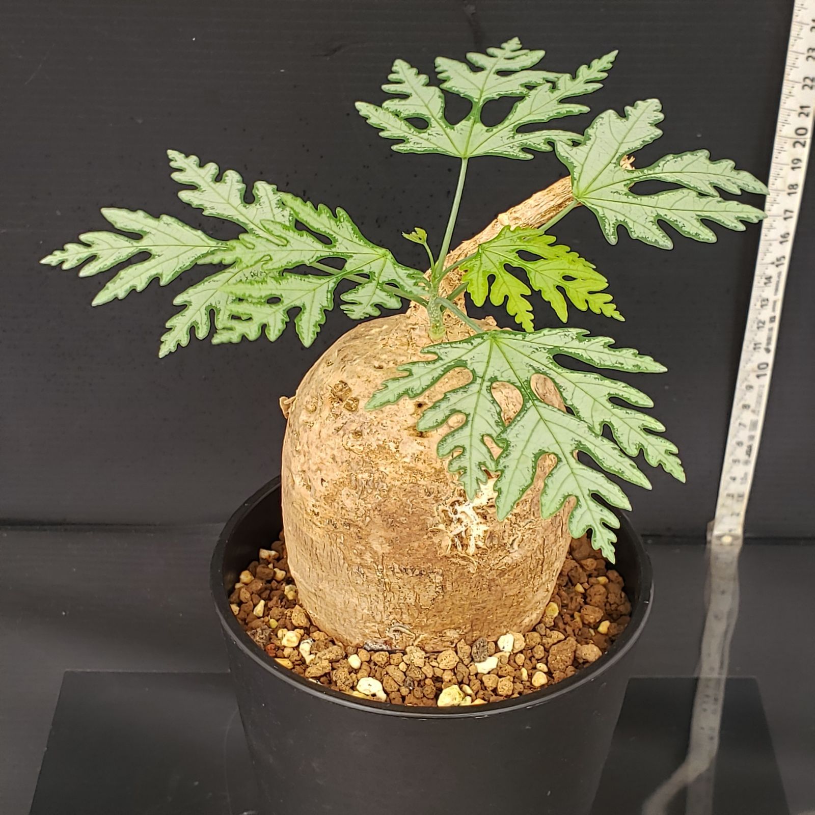 6665 「塊根植物」アデニア ペリエリ 植え【発根未確認・芽吹き・多肉