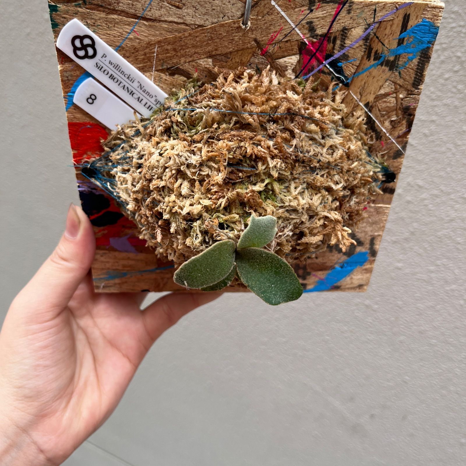 P. willinckii 'Nano