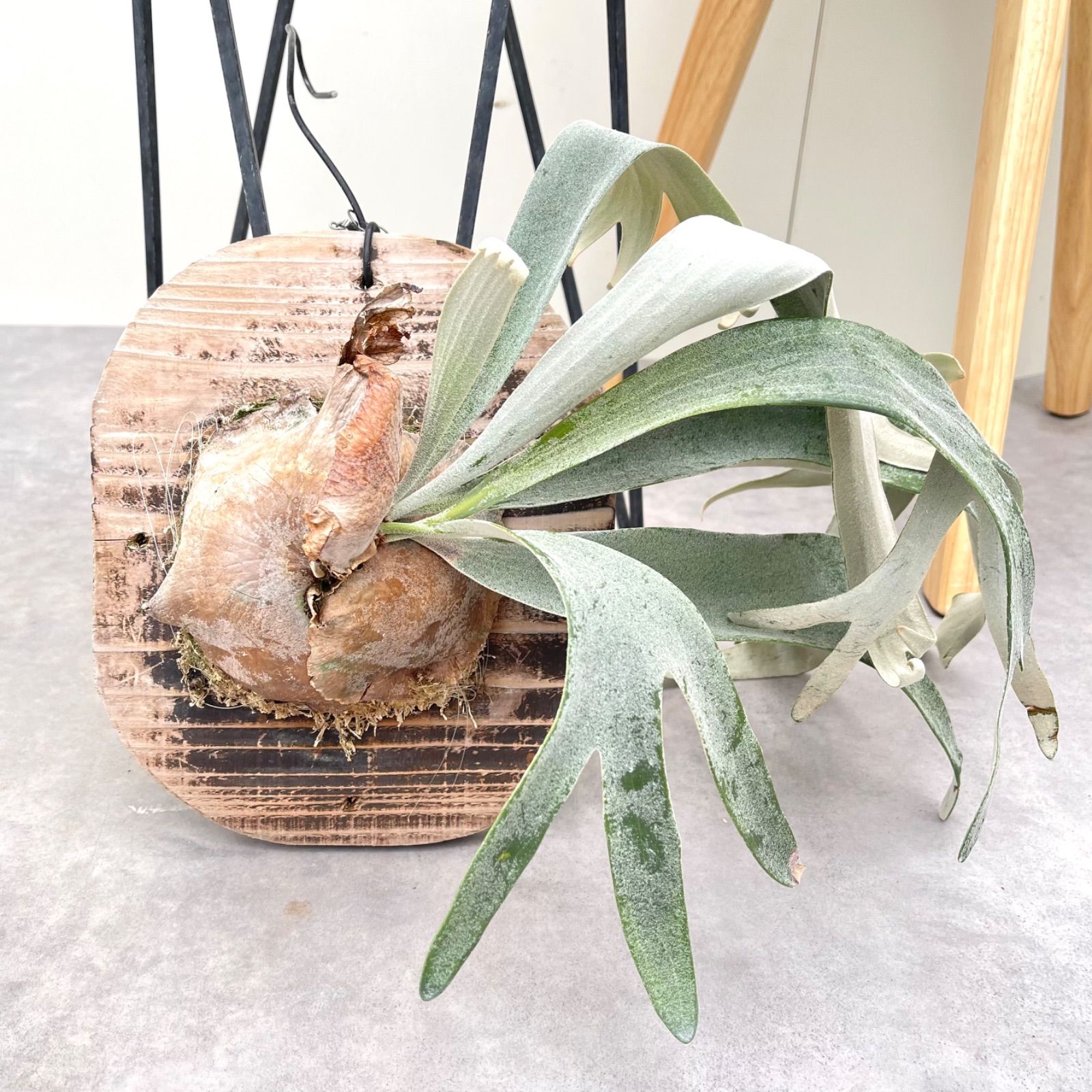 ビカクシダ ホワイトアンドシャイン 現品 観葉植物 板付