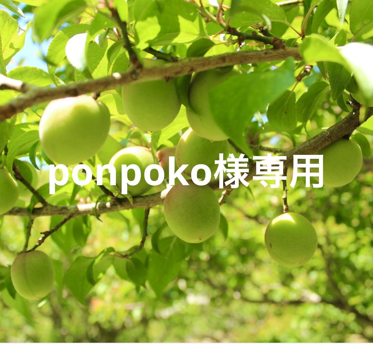 ponpoko様