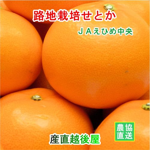 愛媛県の農協 JAえひめ中央 愛媛の露地栽培せとか 5kg 農協産地直送便でお届け 送料無料【フルーツ ギフト グルメ プレゼント】