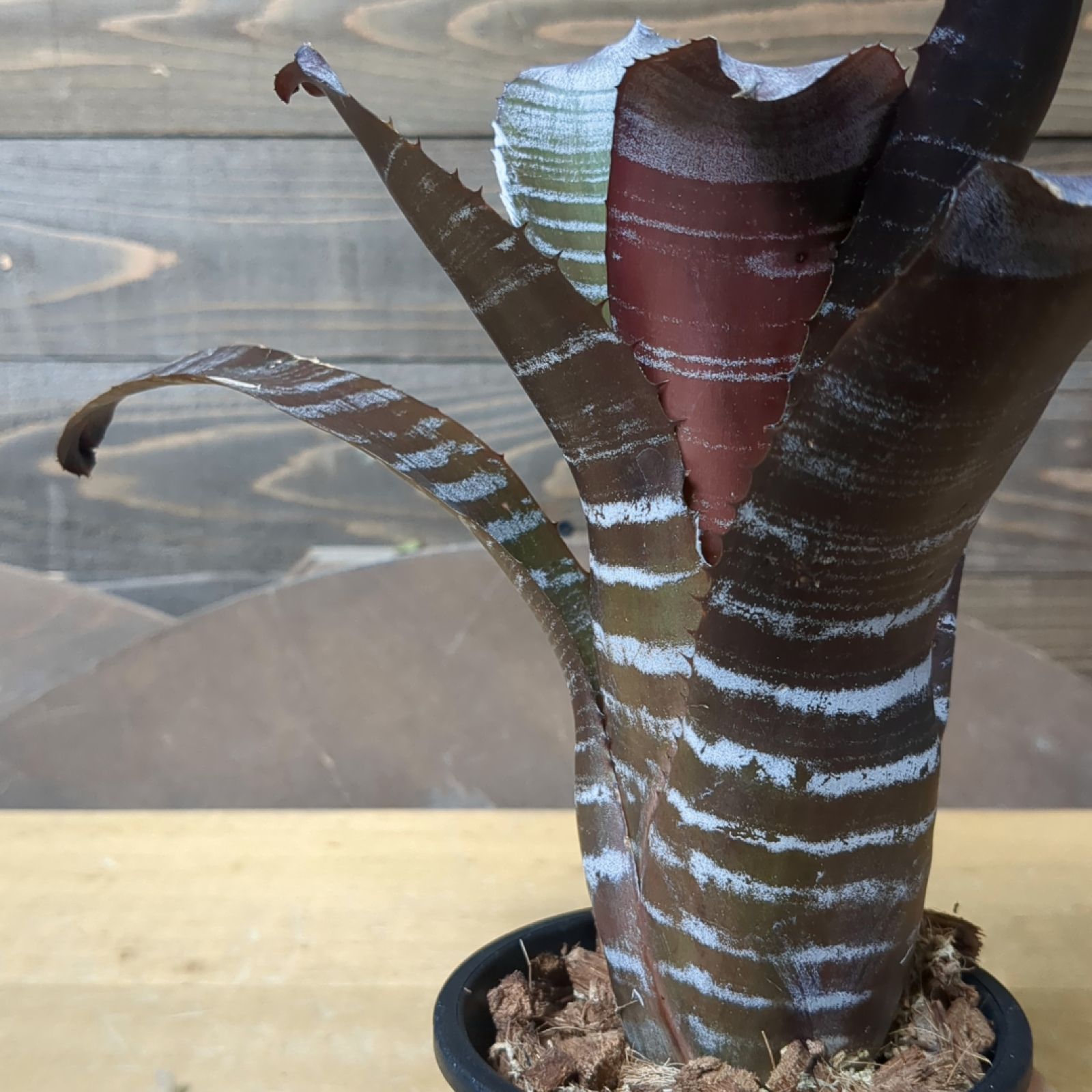 ビカクシダ PLovers ビカクシダ PLovers ビカクシダ PLovers 楽天市場】ビカクシダ P