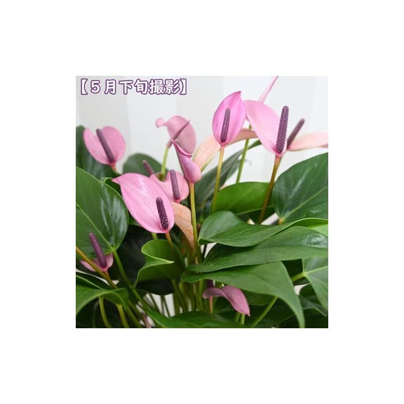 観葉植物 アンスリウム ジゾー 鉢植え YUZUMIYA_COM