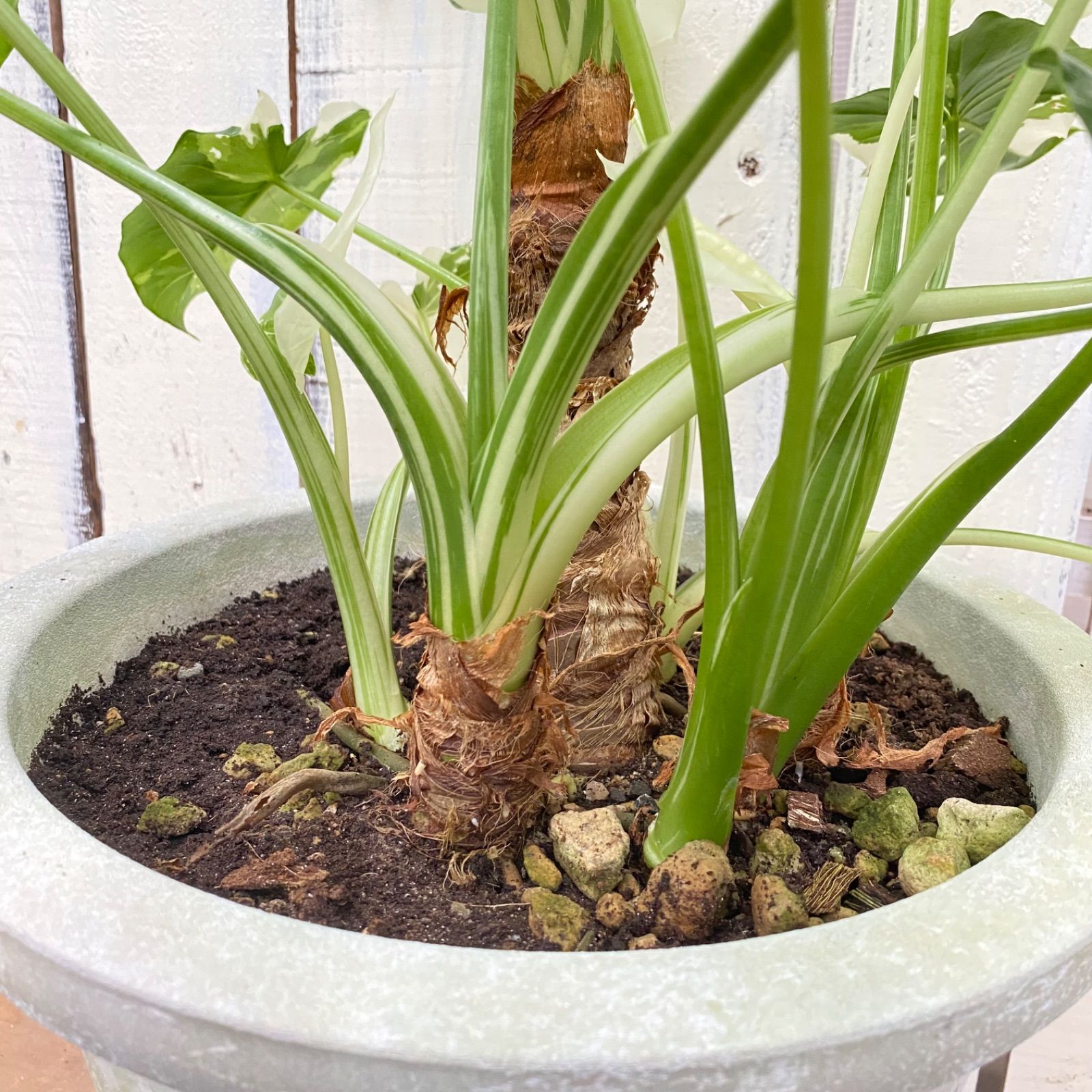 クワズイモ 斑入り 沖縄より発送 斑入り クワズイモ クワズイモ斑入り