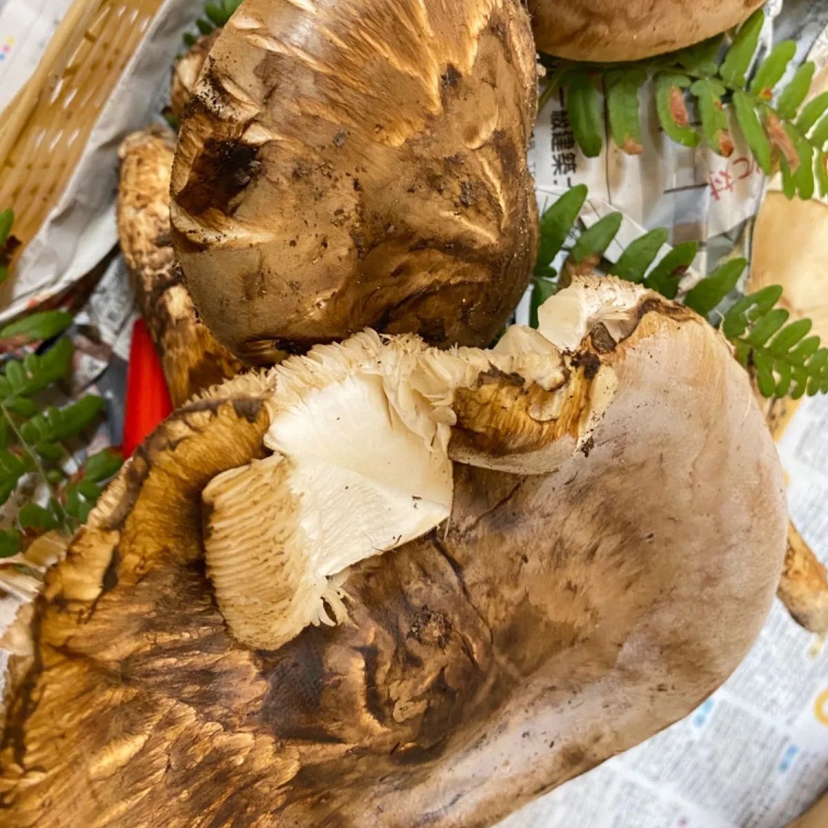 北三陸産メルカリ最高級の　松茸を計ったデジタルスケールと木製の器♪ 北三陸産メルカリ最高級の松茸を計ったデジタルスケールと木製の