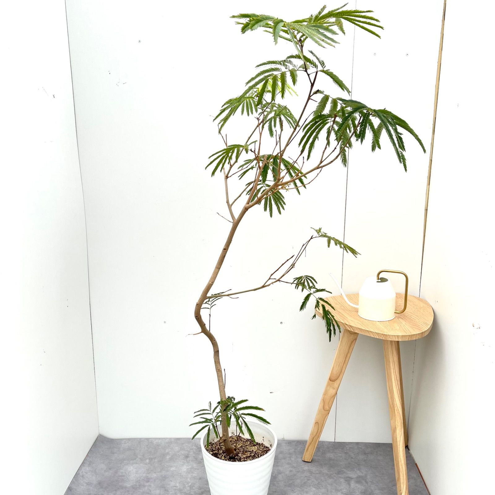 エバーフレッシュ 曲がり 9【現品】観葉植物 大型 室内 【公式通販】