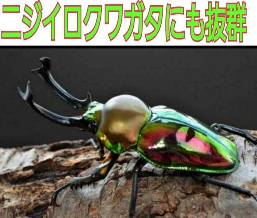 オオクワガタが巨大化します！極上☆初菌使用！ヒマラヤひらたけ菌糸ブロック 10個 - メルカリ