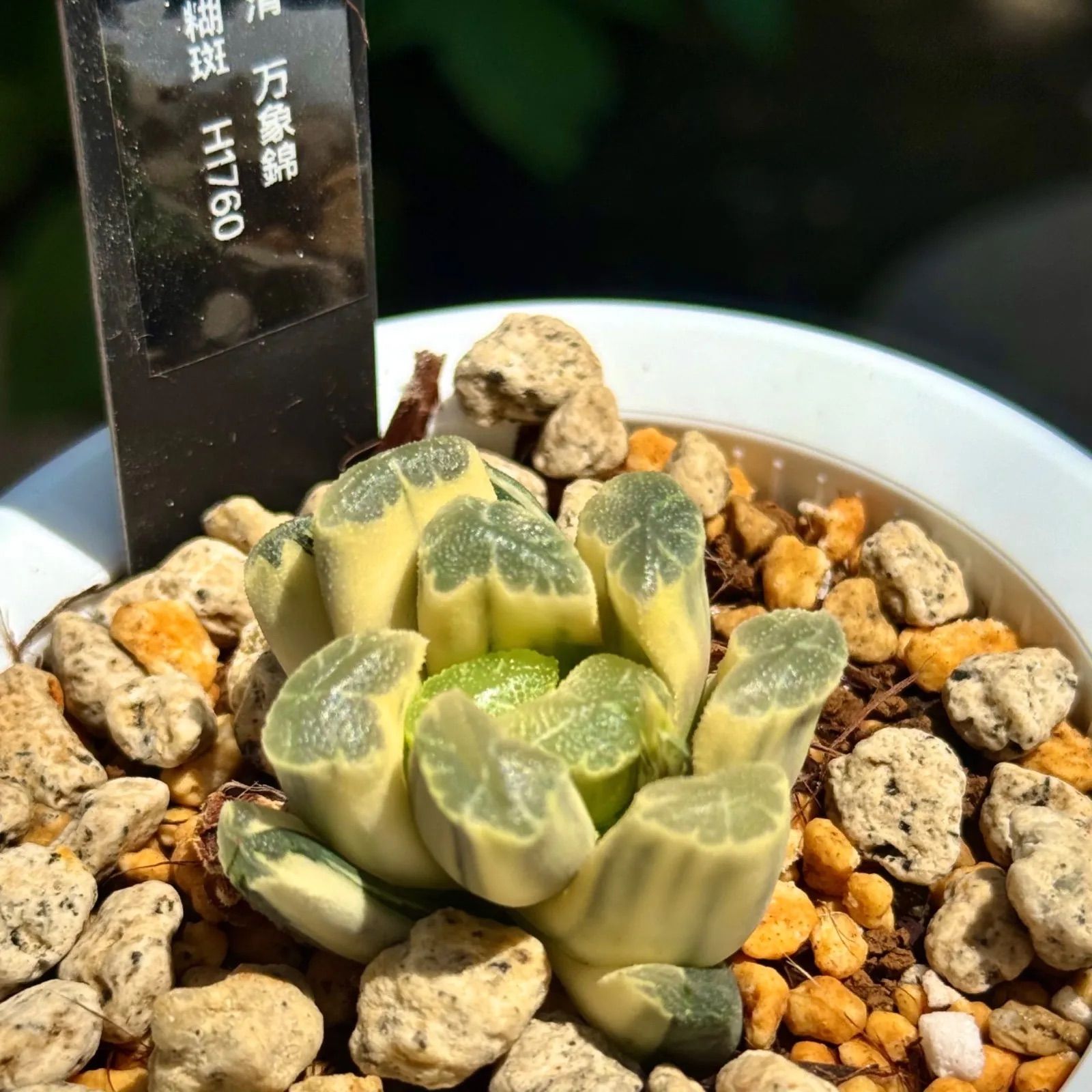 万象錦 糊斑