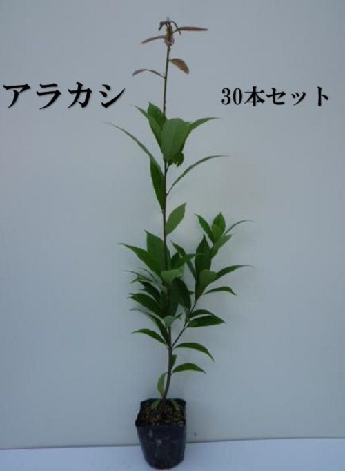 30本セット アラカシ樹高0.5m前後10.5cmポット
