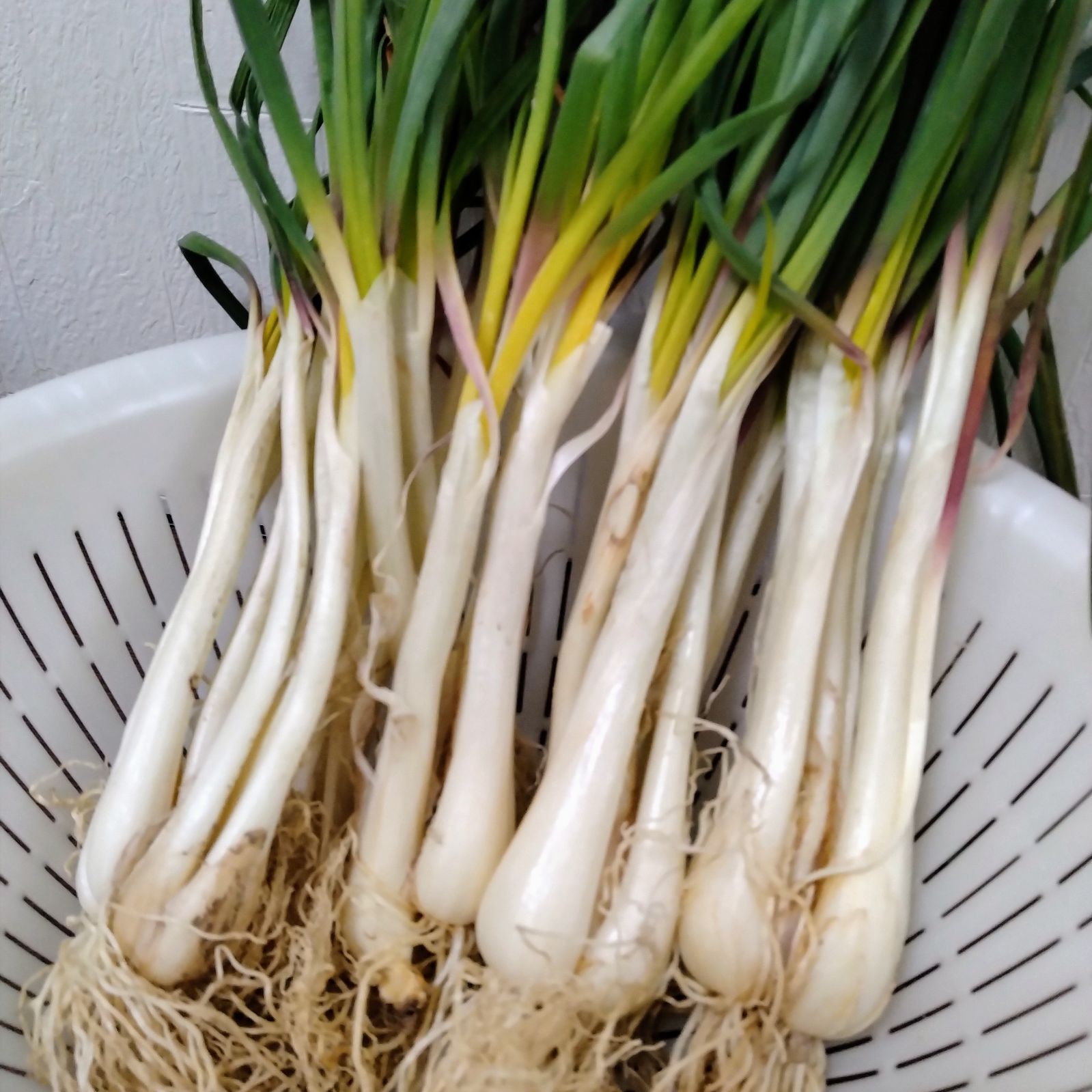 【約300g】皮むき済　エシャレット　若採れ　らっきょう　特産品