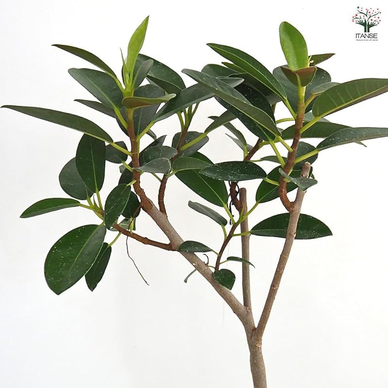 ＩＴＡＮＳＥ フランスゴム フィカス ルビギノーサ 3.5号 2個セット 観葉植物 学名 Ficus rubiginosa タイプ クワ科 光沢のある濃い緑色の小ぶりな丸い葉が特徴 一般的なゴムの木よりも葉が小さく幹はしなやかで落ち着いた色合 WWW_GEBZETESISAT_COM_TR