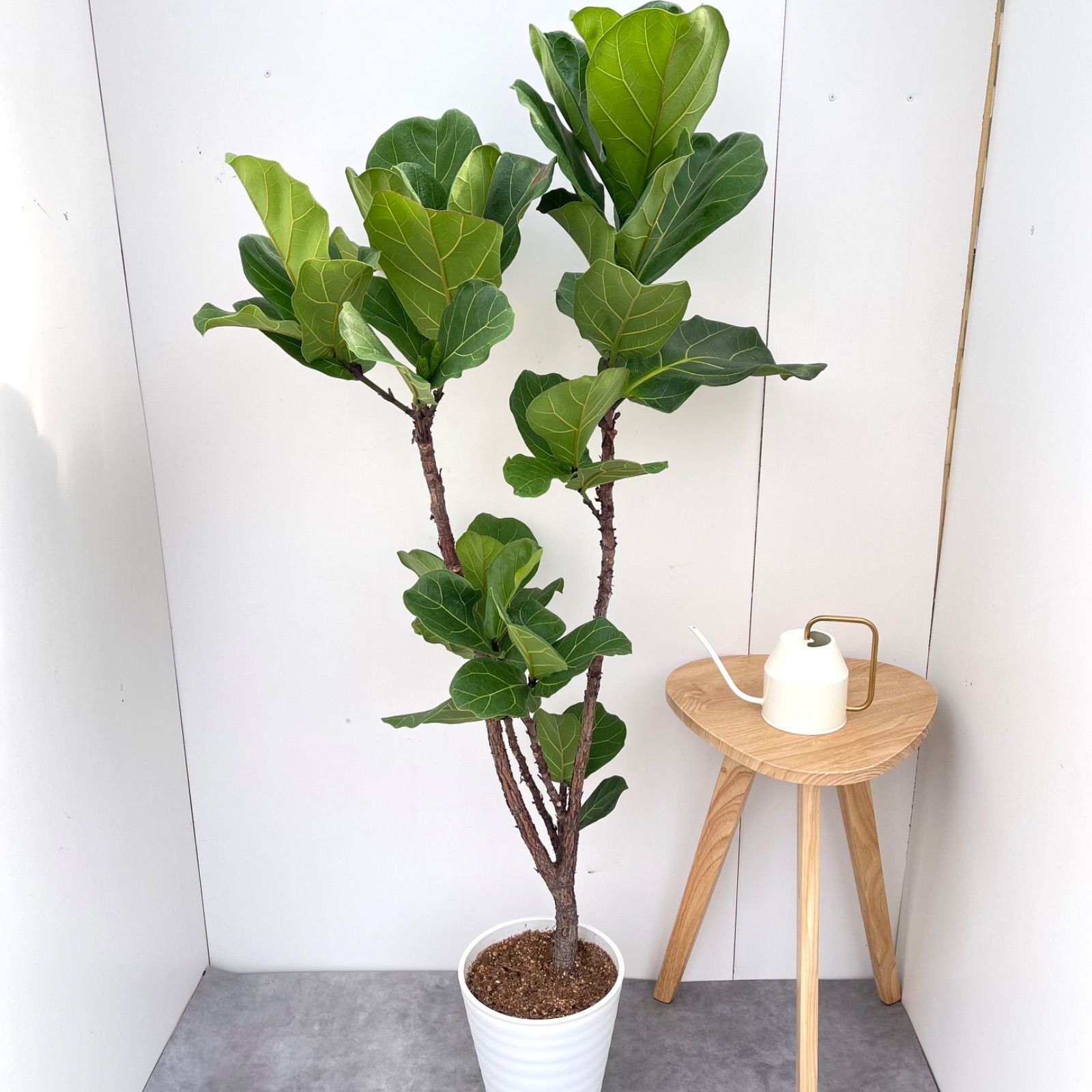 現品］4番 カシワバゴムノキ フィカス リラータ ストレート 8号 大型