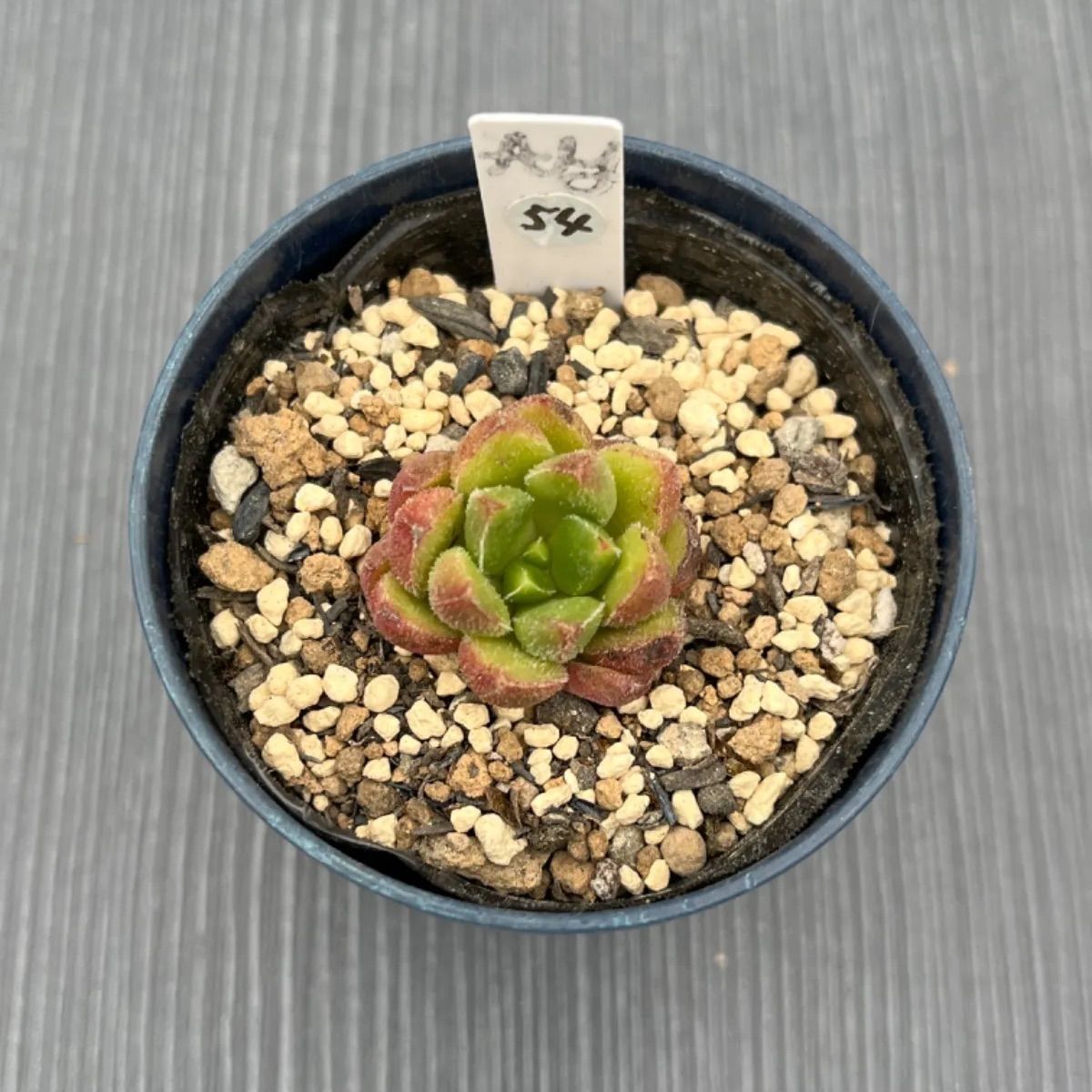 チュブス】☆多肉植物☆エケベリア☆カット苗☆ - メルカリ