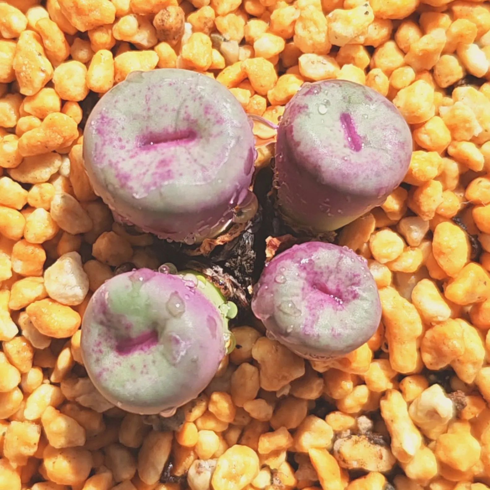 コノフィツム　大型pageae ポットごと（群生株) 多肉植物 コノフィツム pageae 大型種 1.4cm 抜き苗 1株 多肉