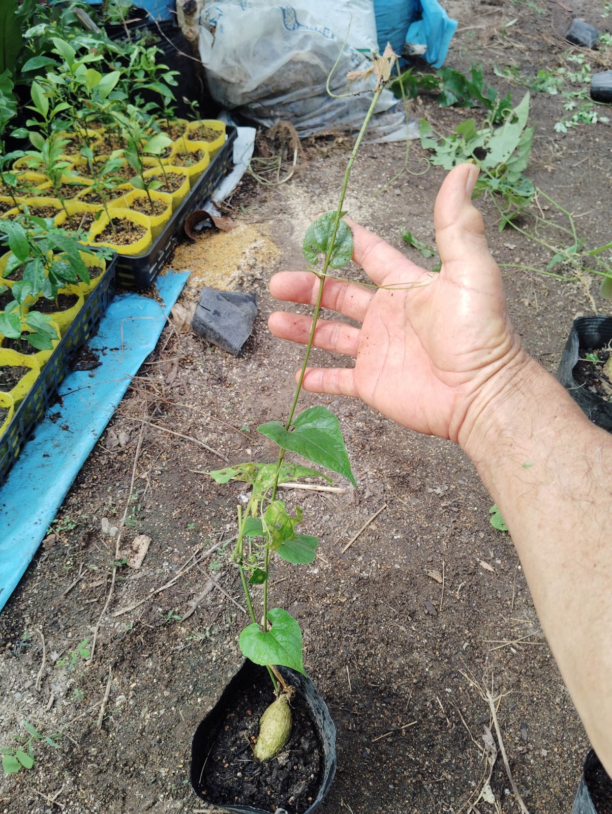 お*わ様 ラカンカ　羅漢果　苗　２本セット ラカンカ 羅漢果 中苗 C