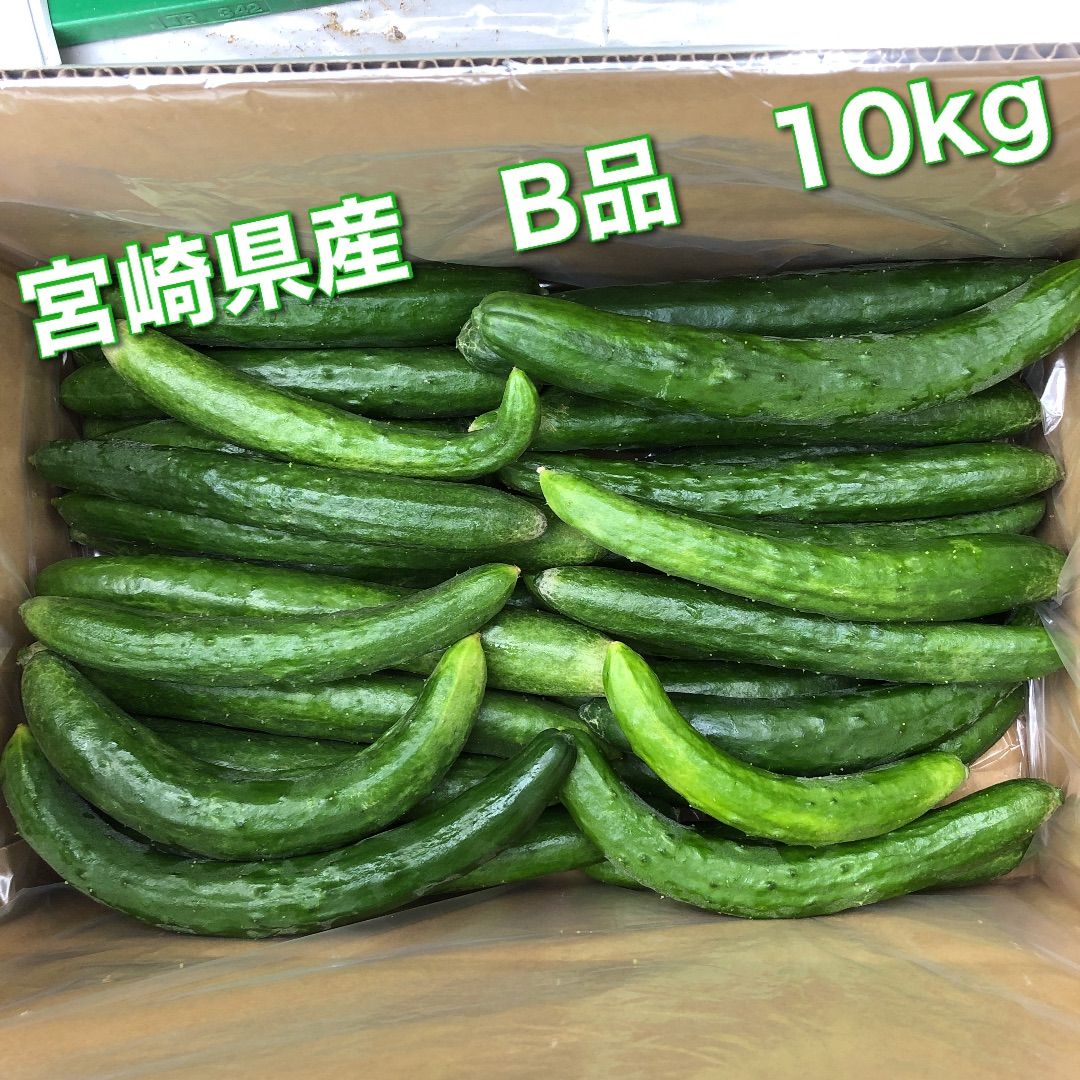キュウリ 朝取れ お買得品 5kg 宮崎県産 - 野菜