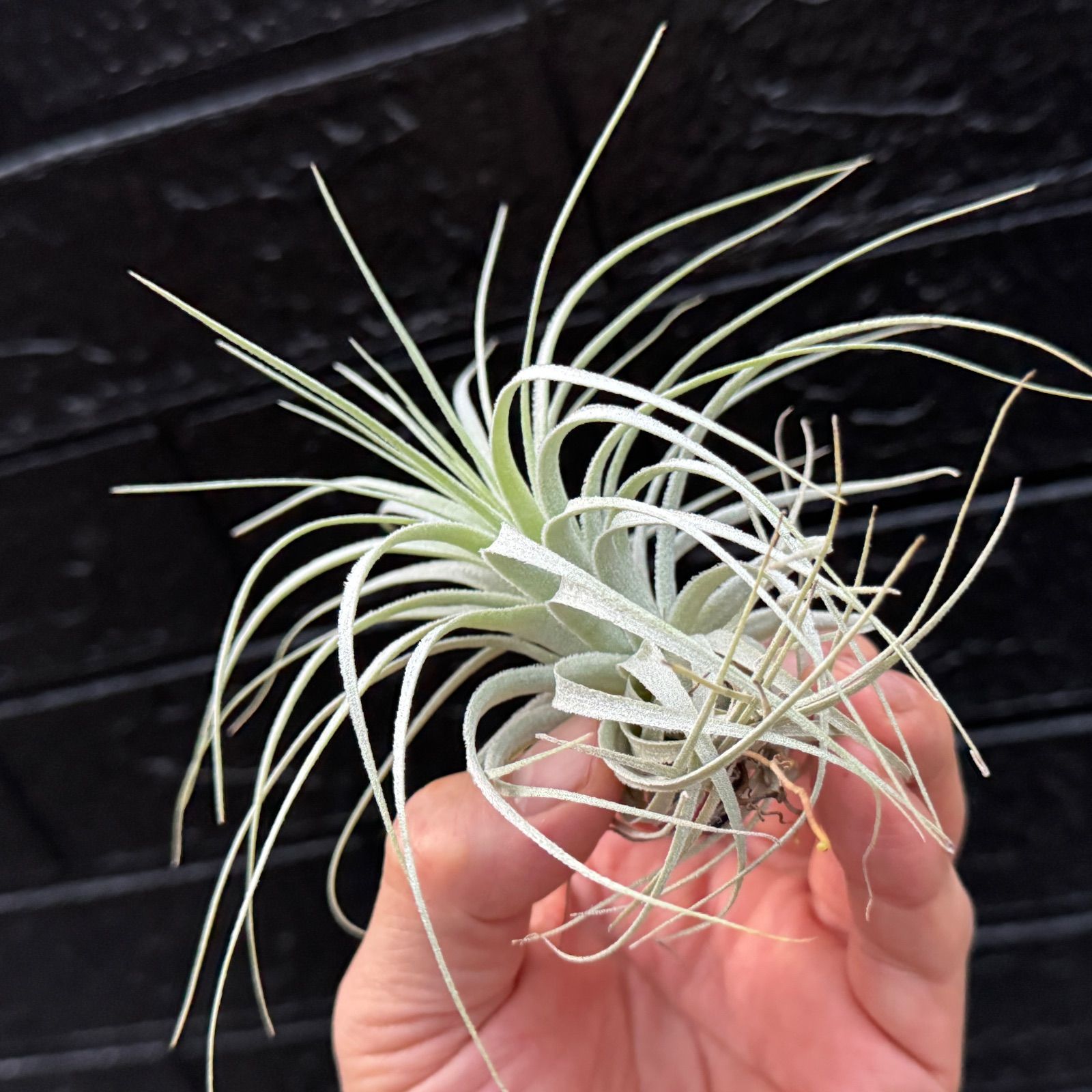 チャペウエンシス Tillandsia