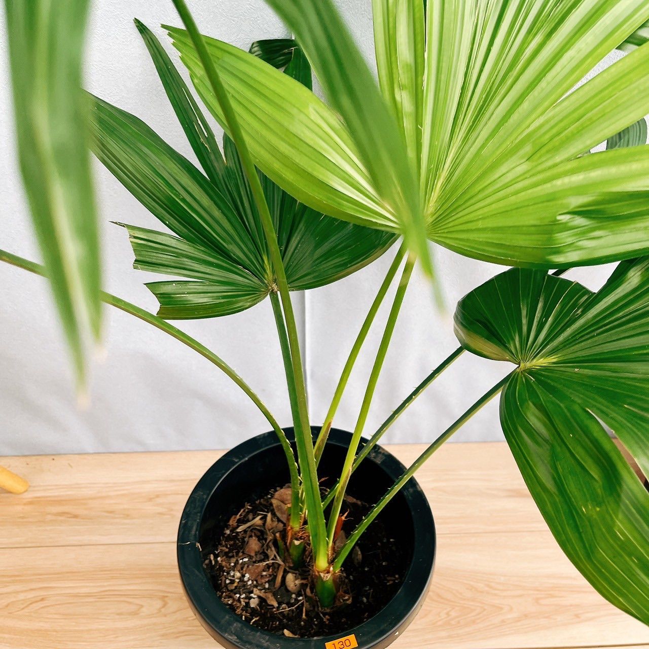 ［現品］C3 ビロウヤシ　8号　観葉植物　大型　ヤシ　南国風　おしゃれ 現品］C3 ビロウヤシ 8号 観葉植物 大型 ヤシ 南国風 おしゃれ
