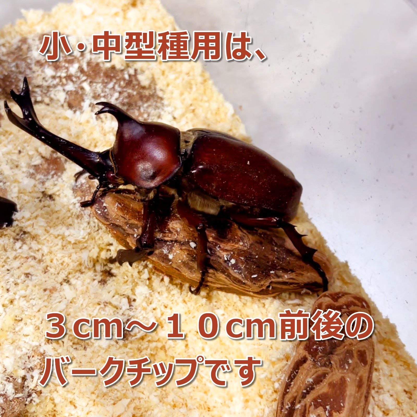 のサムネイル