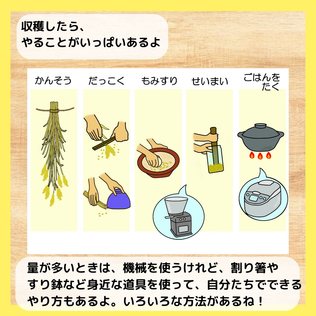 お 米 が できる まで