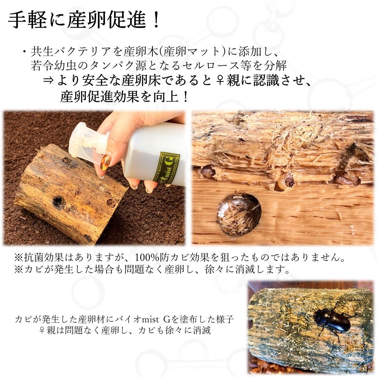 マット