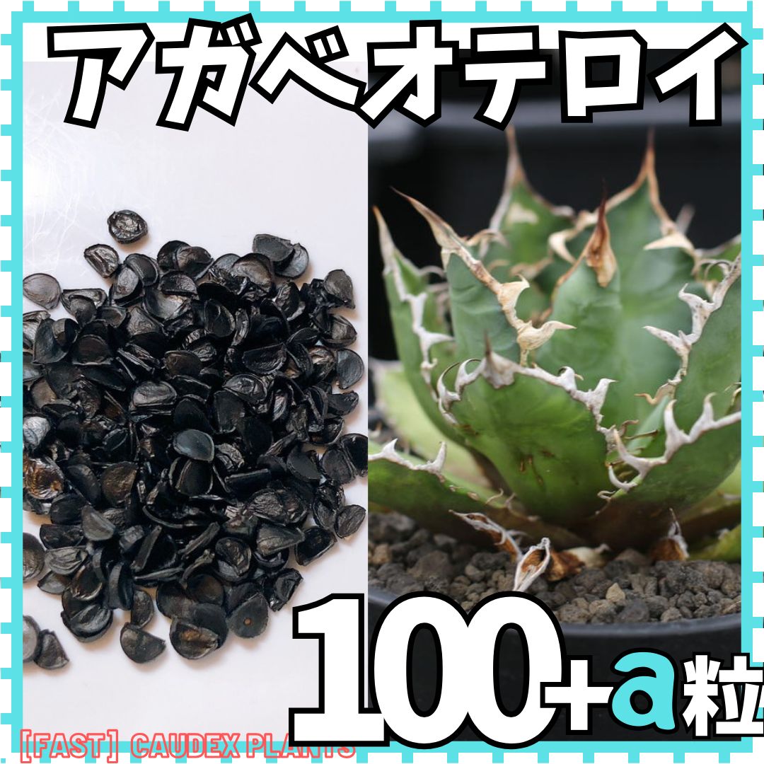 agave oteroi アガベ オテロイ 種子 100粒-