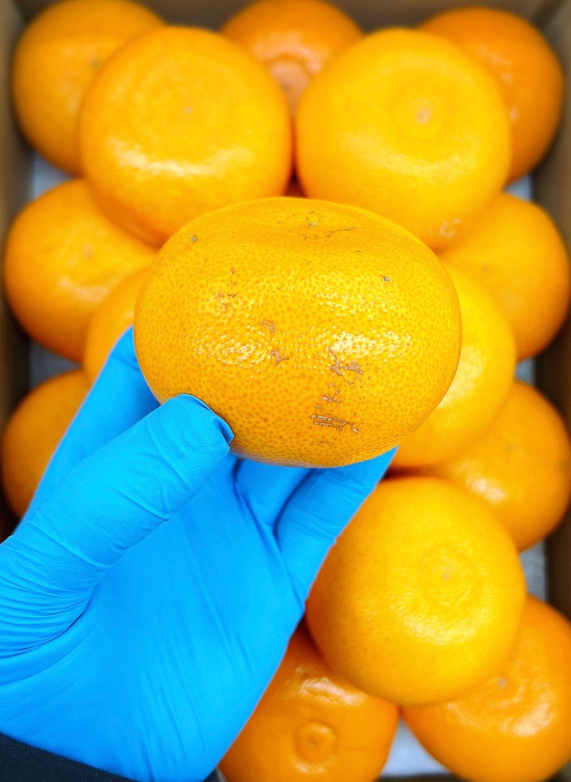 柑橘の大トロ！！うまうまジューシー！！愛媛県中島産【せとか】2Lサイズ 約5kg