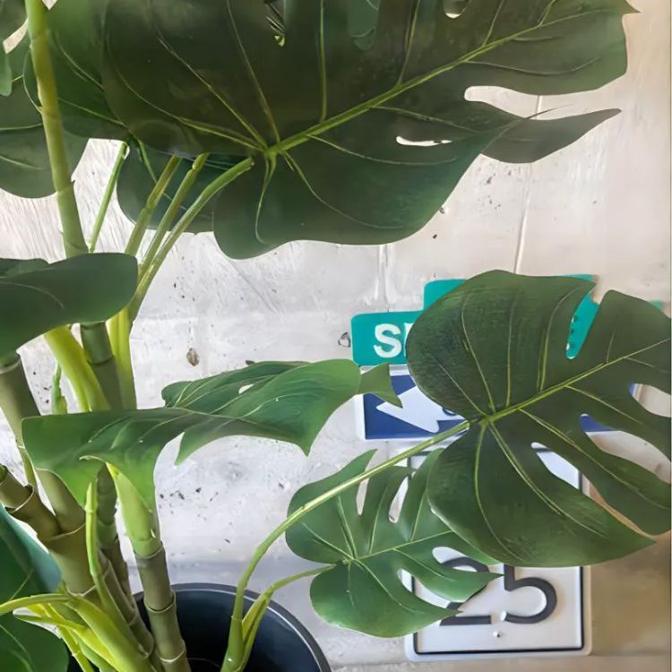 光触媒 人工観葉植物 ウォールグリーン フェイクグリーン モンステラ