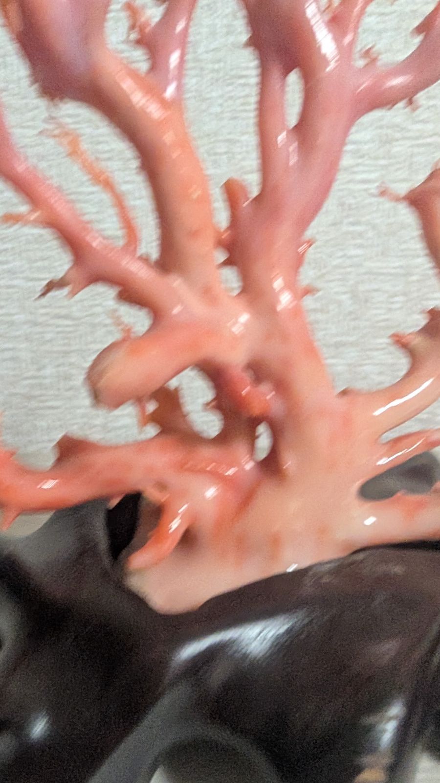 珊瑚