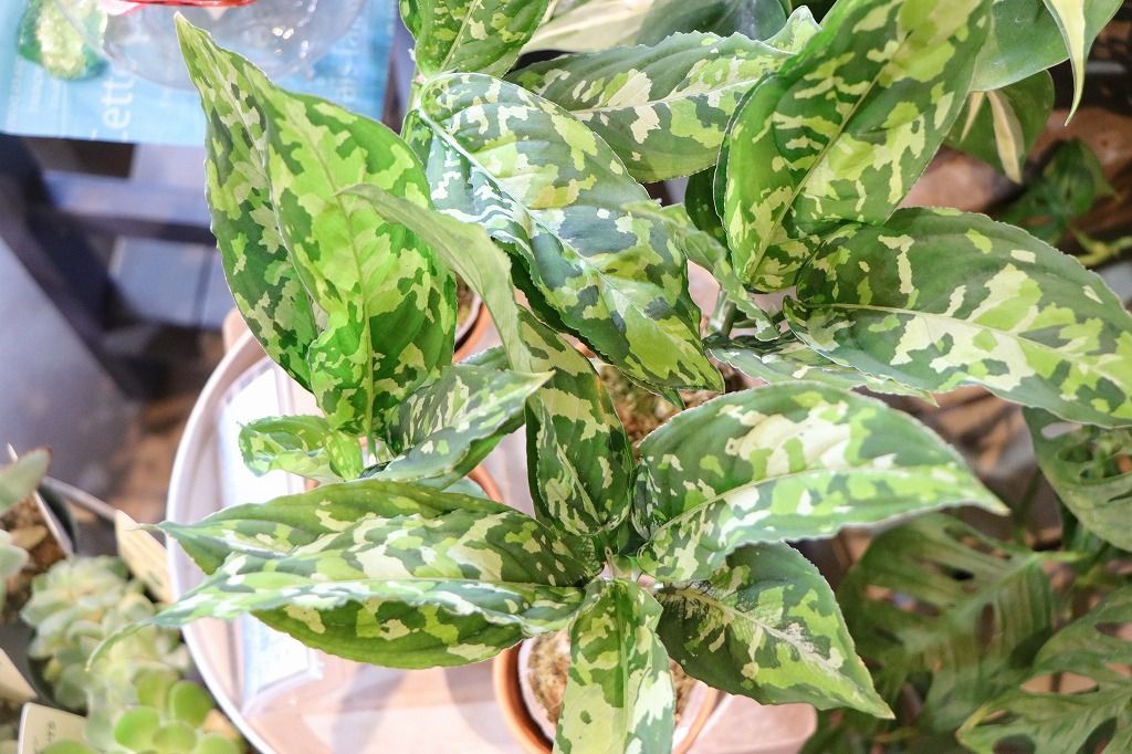 た*き様 アグラオネマ　ピクタム　斑入り た*き様 アグラオネマ ピクタム 斑入り Aglaonema pictum