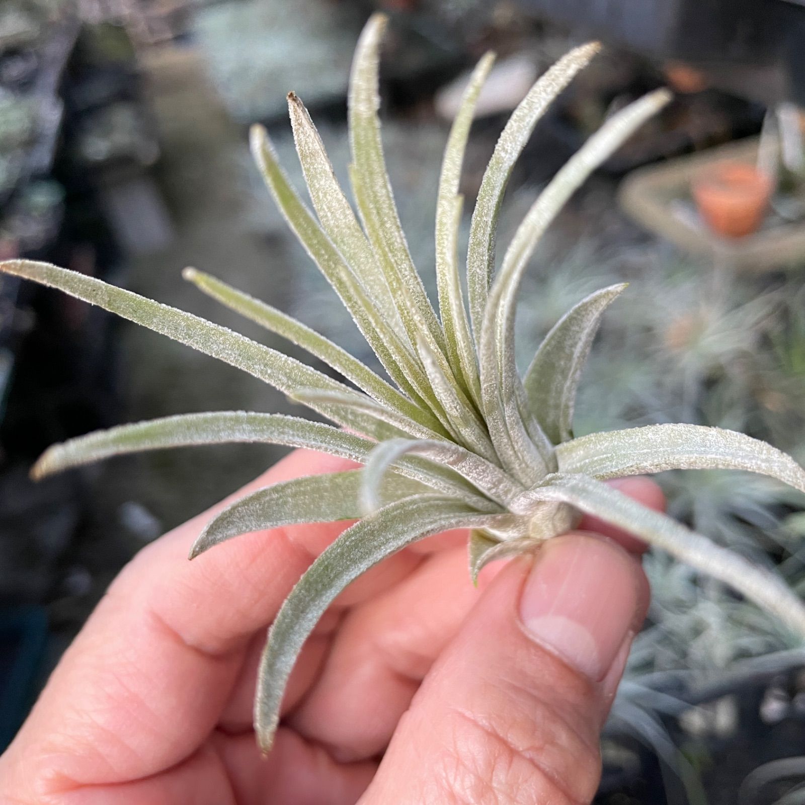 チランジア モーリアナ(モウリアナ) Tillandsia mauryana＊エア