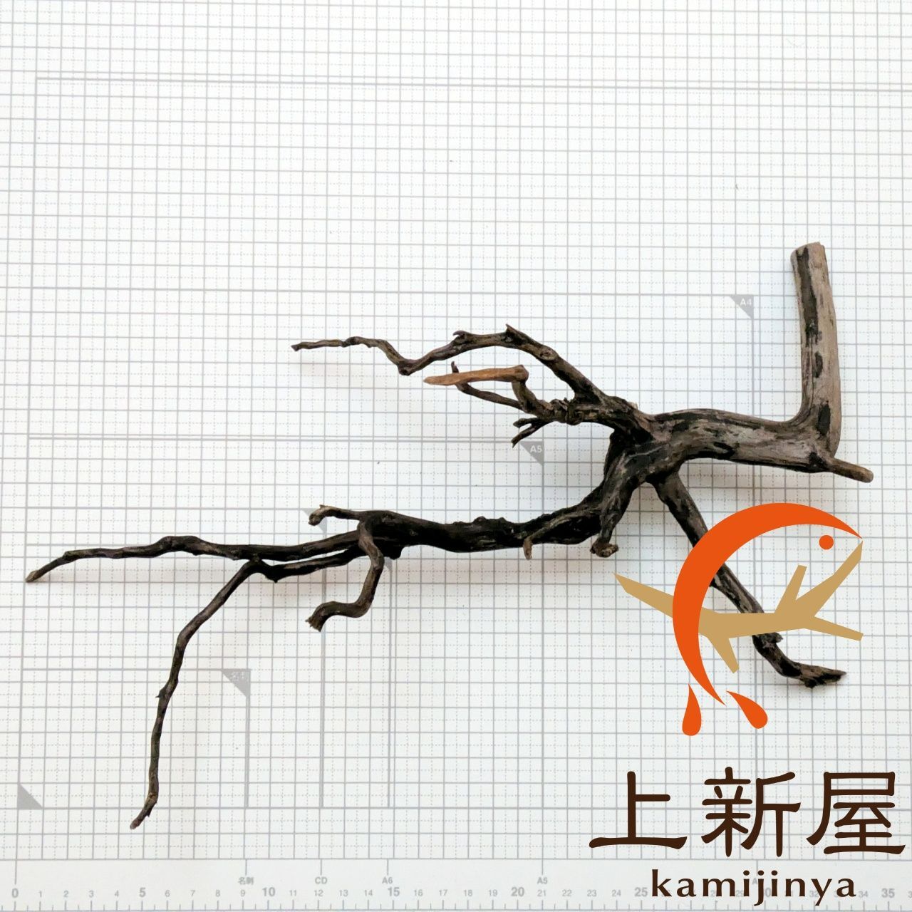 Laputa ALL BURST Without your L CD DVD