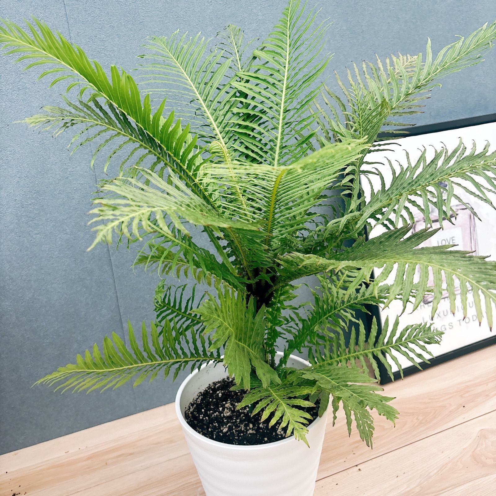 在庫］ブレクナム ギバム シルバーレディ 7号 観葉植物 室内 レア 木立