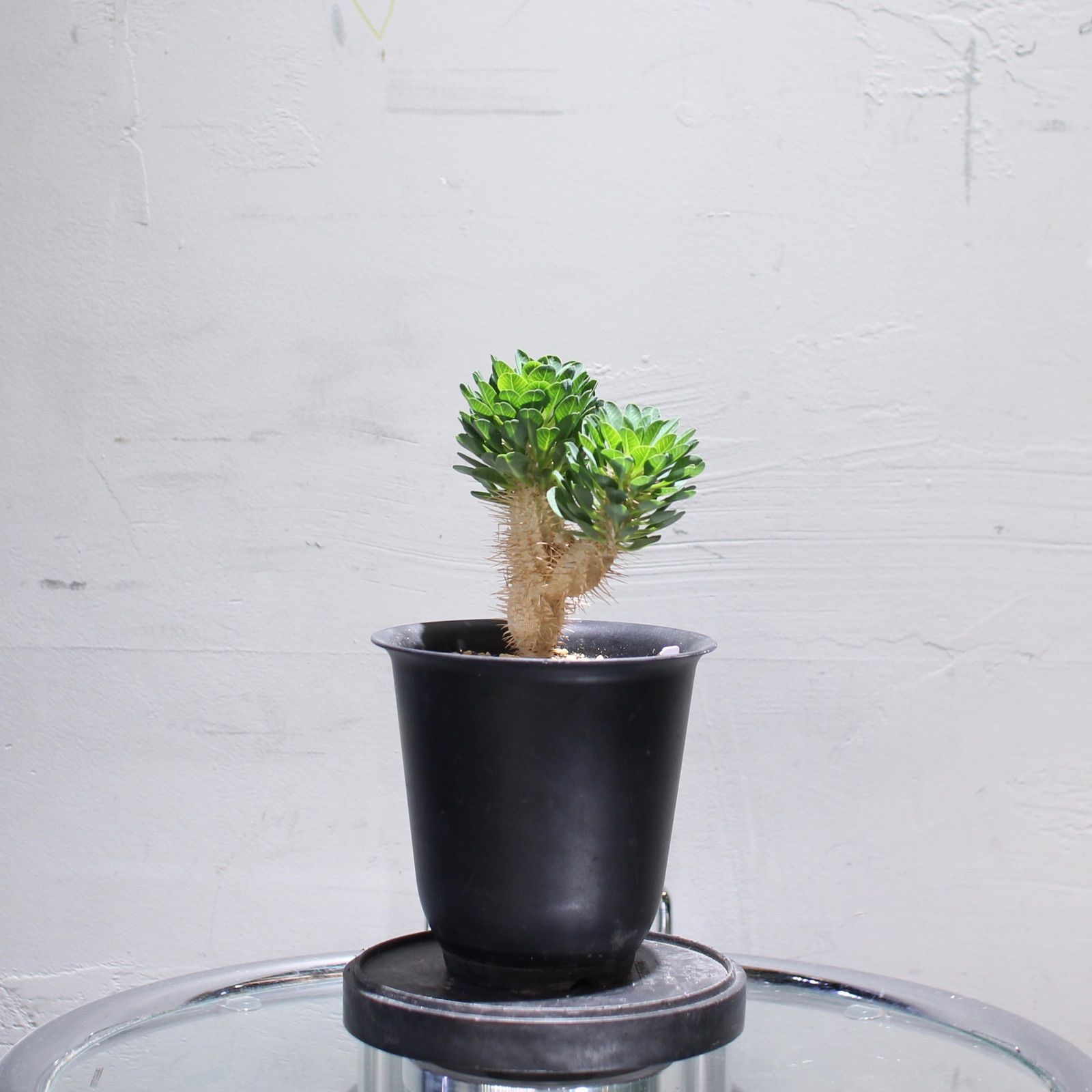 ユーフォルビア ギラウミニアナ 実生株