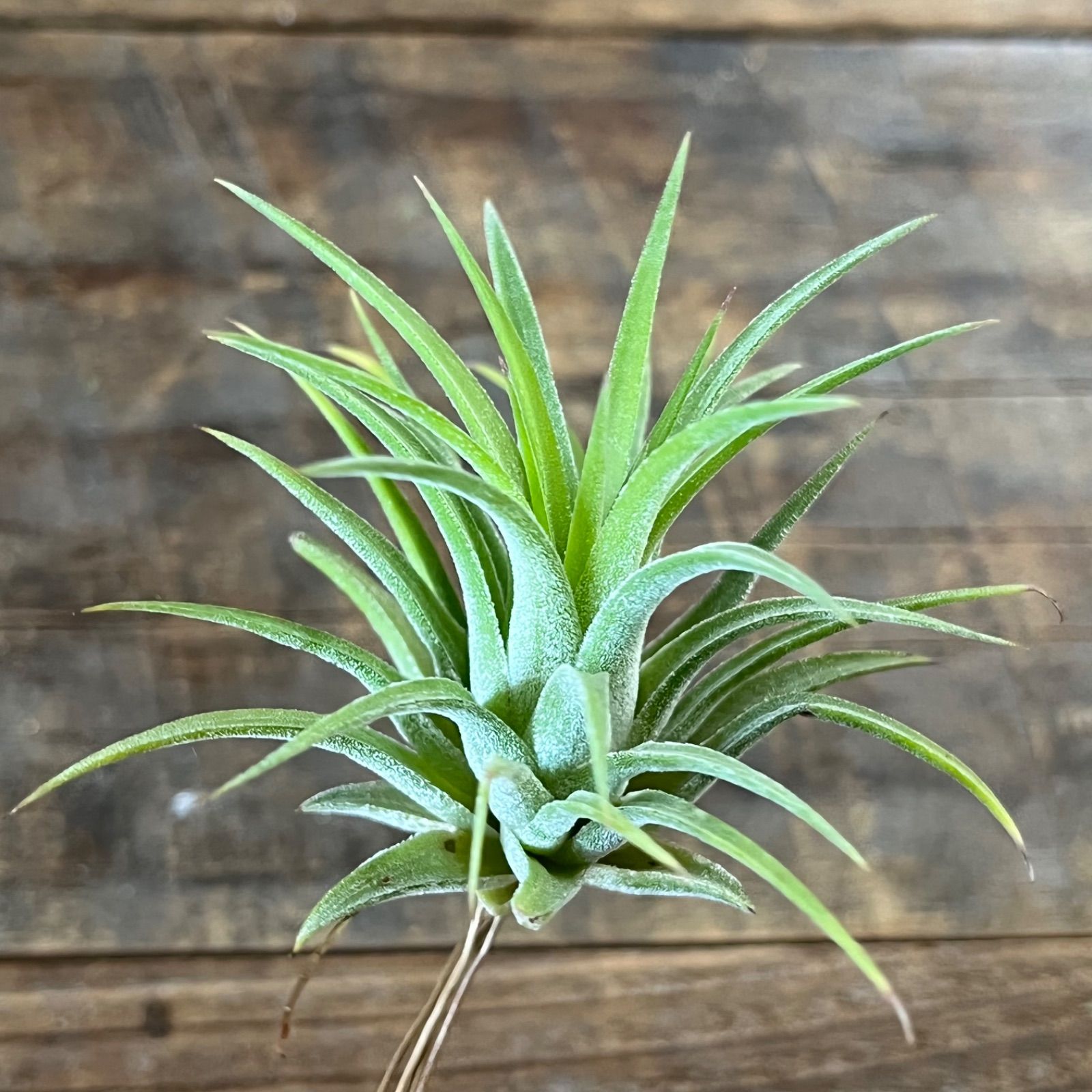 メルカリshops イオナンタ ルブラ エアプランツ チランジア ティランジア