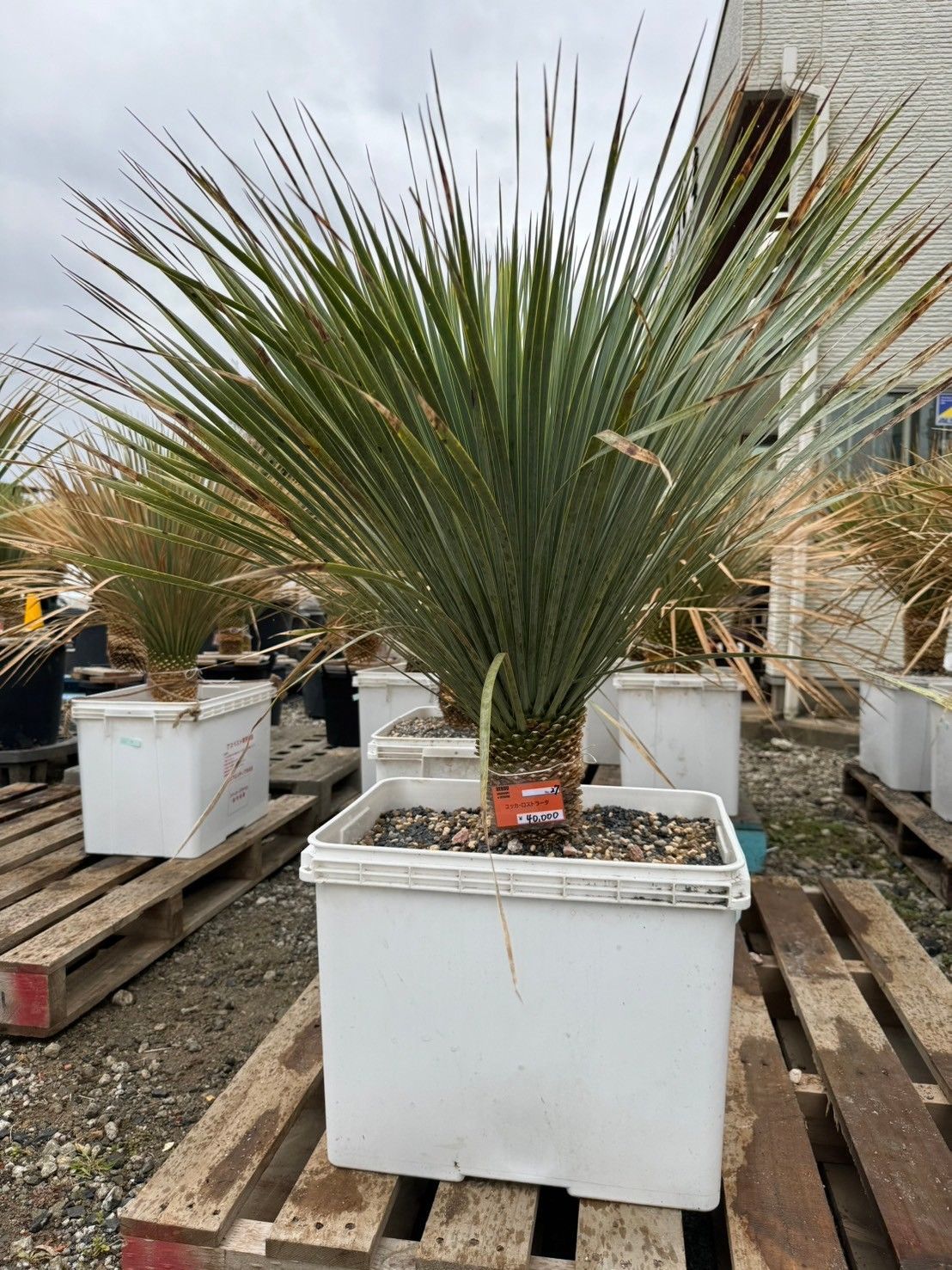 AL943】ユッカ ロストラータ 美形 【訳あり】 ユッカ ロストラータ No.27