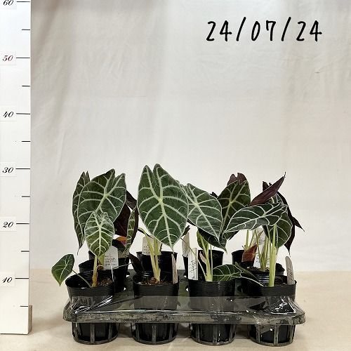 観葉植物 アロカシア ワトソニア ライトニング 3号(個体おまかせ1鉢