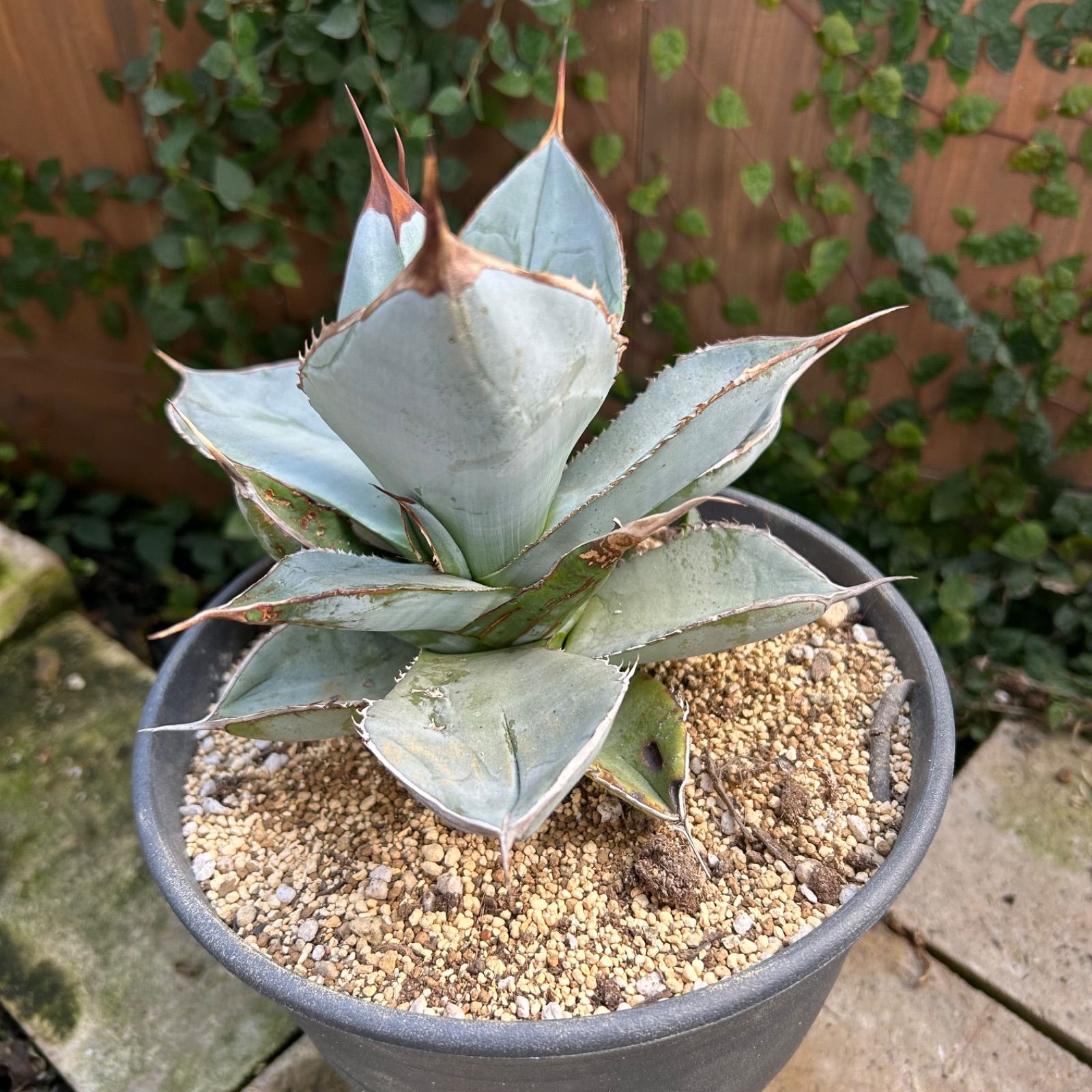 アガベ チタノタ ホワイトアイス 子株3 アガベ チタノタ ホワイト