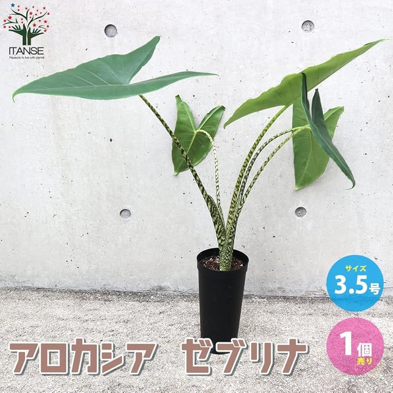 アロカシア ゼブリナ 3.5号ロングポット仕立て 品種で選べる観葉植物 1個売り 学名 Alocasia Zebrina サトイモ科アロカシア属 原産地 東南アジア 別名 アローカシア アマゾニカ アロカシア アマゾニカは ツヤのある濃い緑に 白